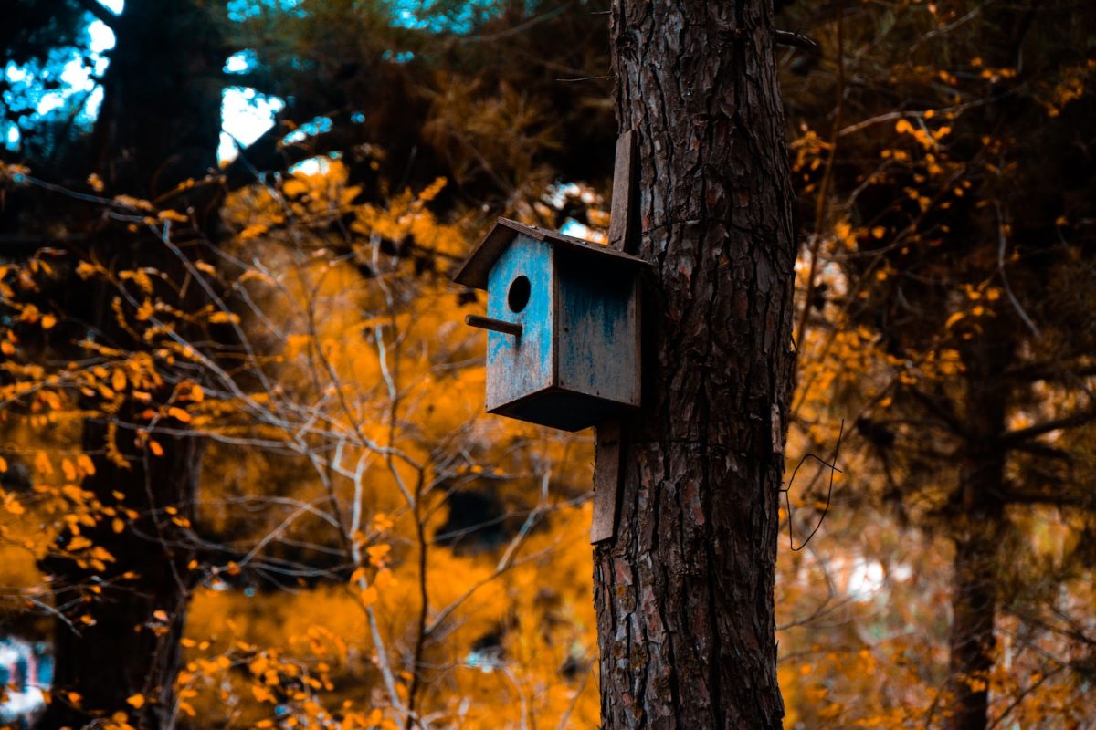 Comment bien décorer son jardin pour l'automne ?