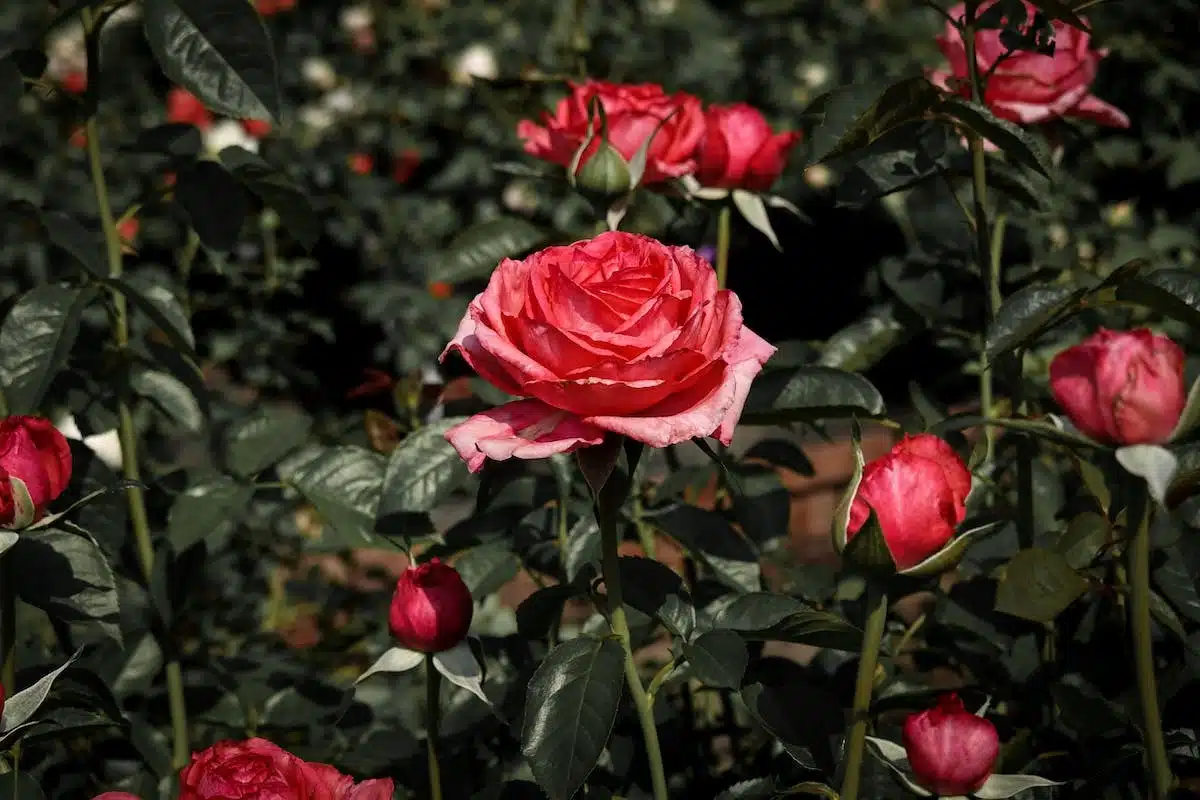 jardin romantique