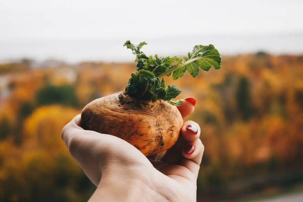 jardin potager