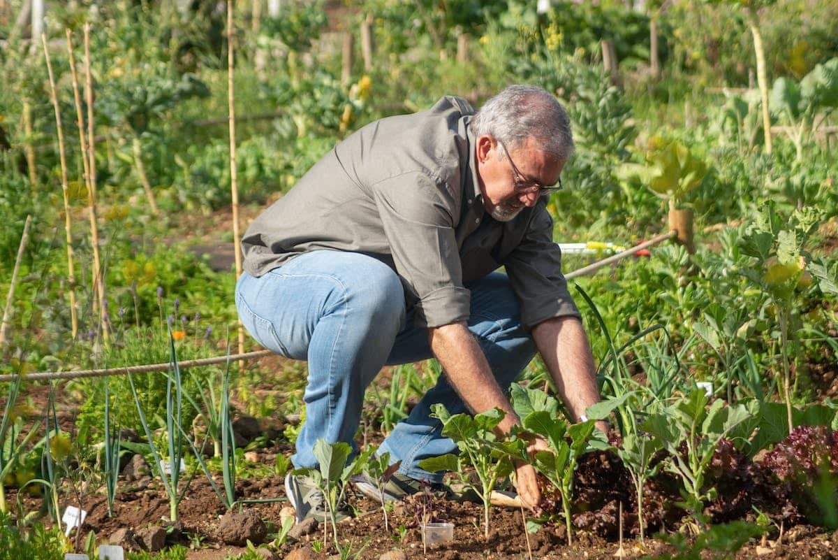 potager  récolte