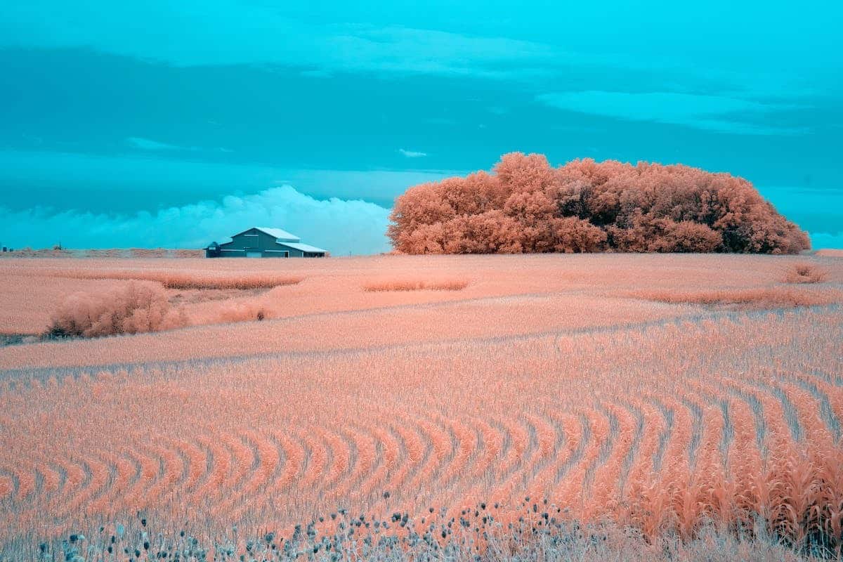 gazon contrasté