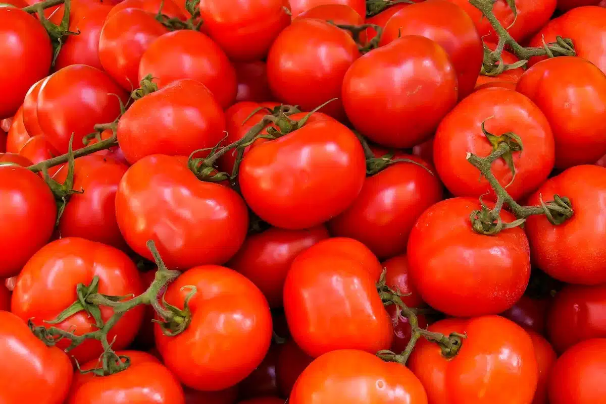 tomates variétés