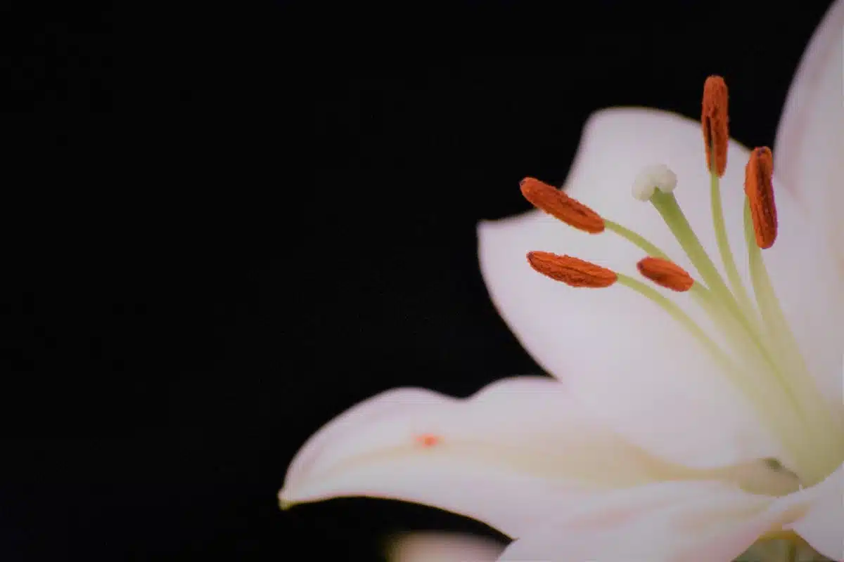 fleurs symboliques