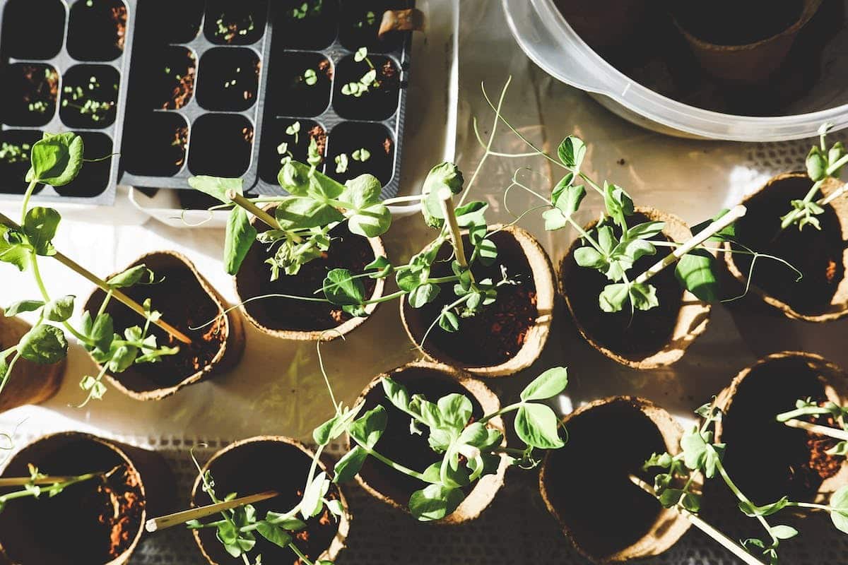 potager  parasites