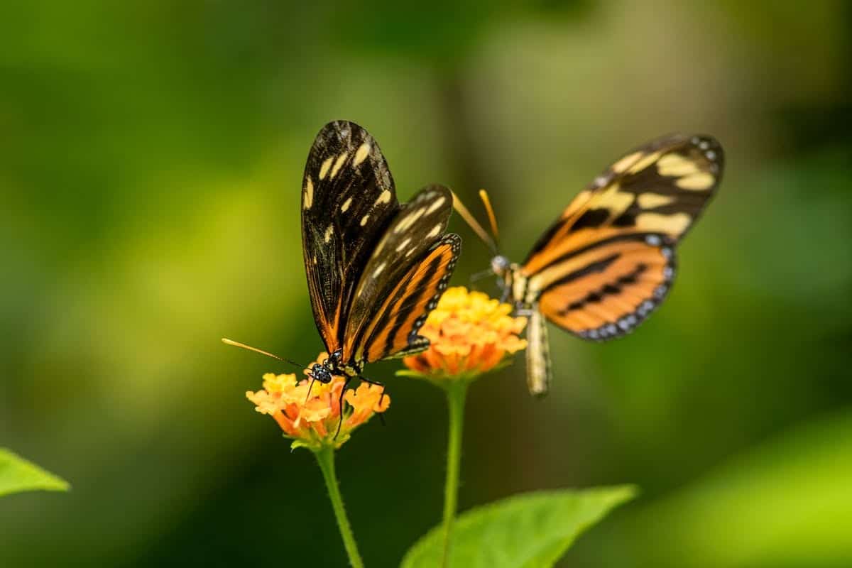 fleurs  papillons