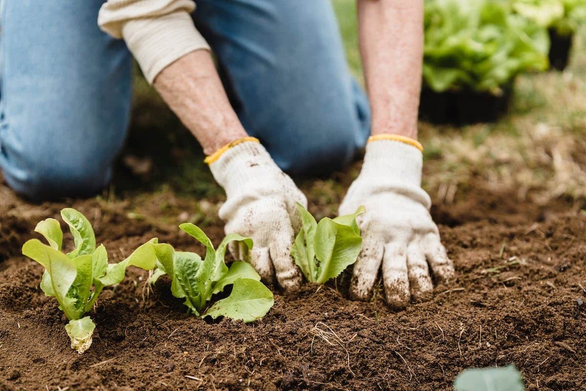 compost maison