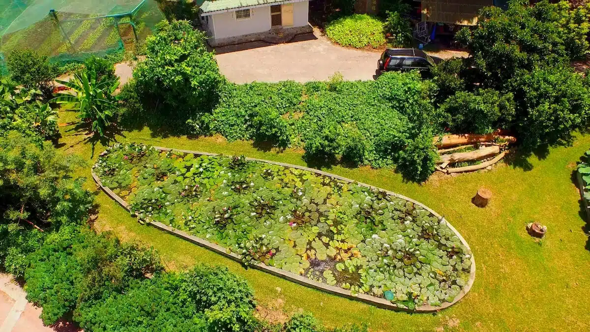 permaculture  jardin