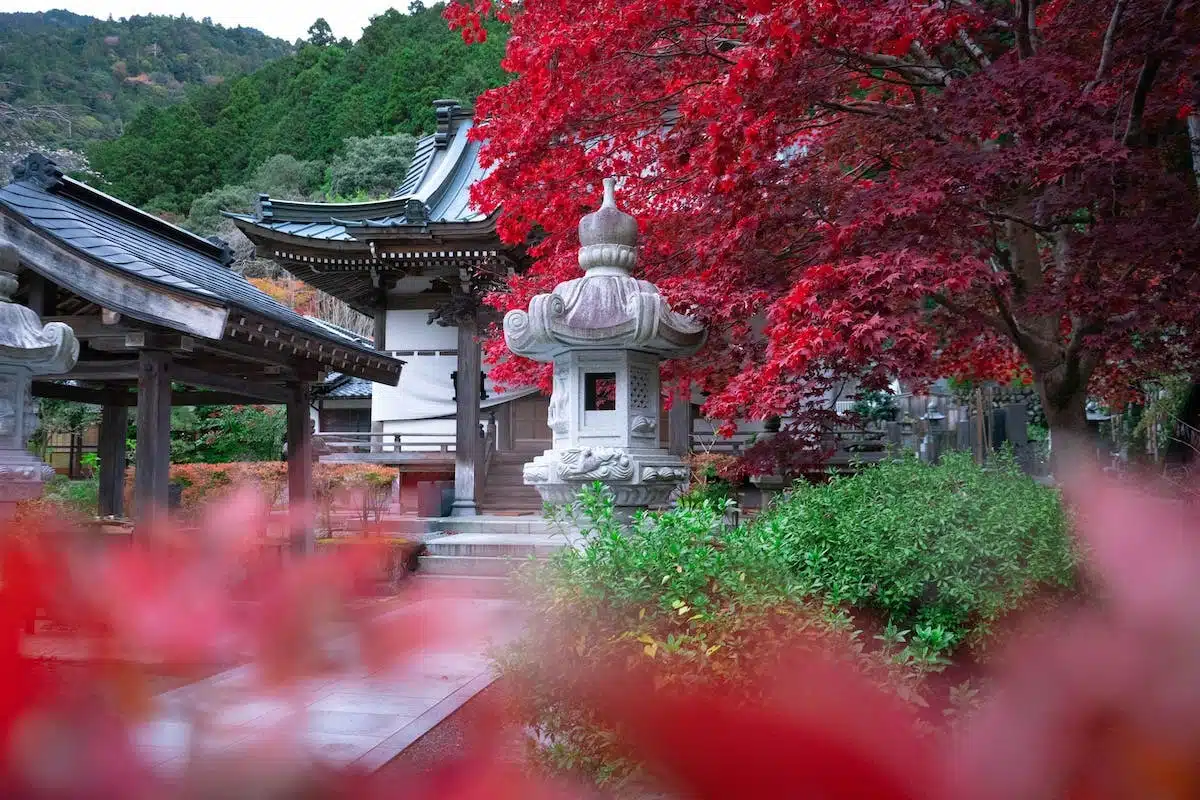 jardin japonais