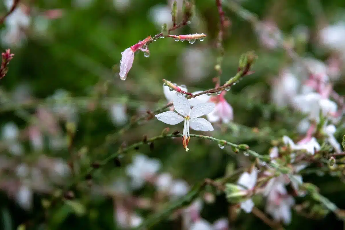 gaura lindheimeri  plantation