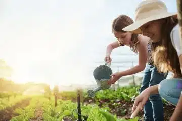 Découvrez quand semer vos fèves pour une récolte abondante