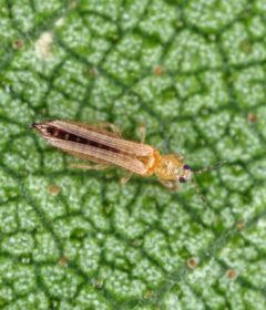 thrips