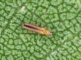 thrips