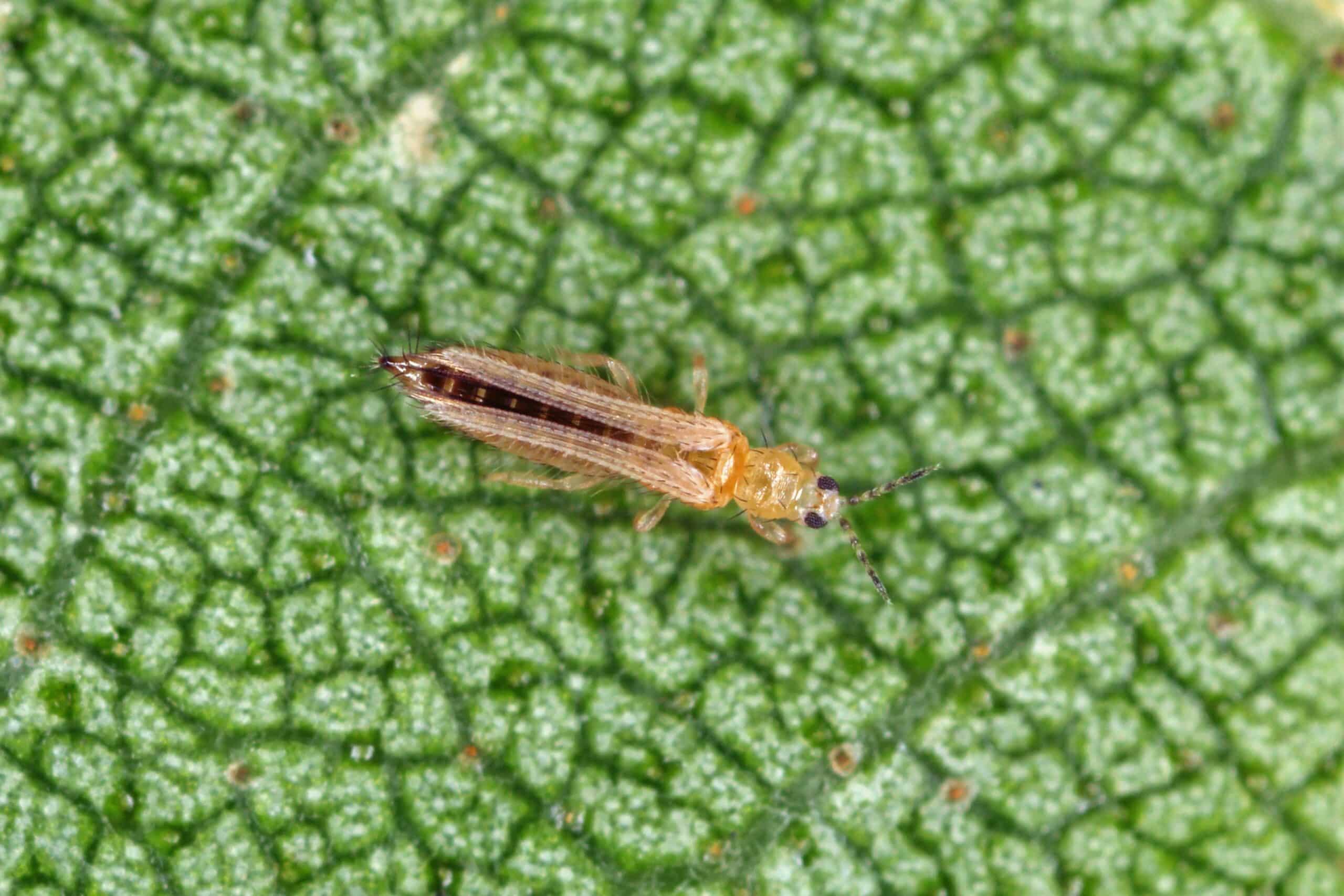 thrips