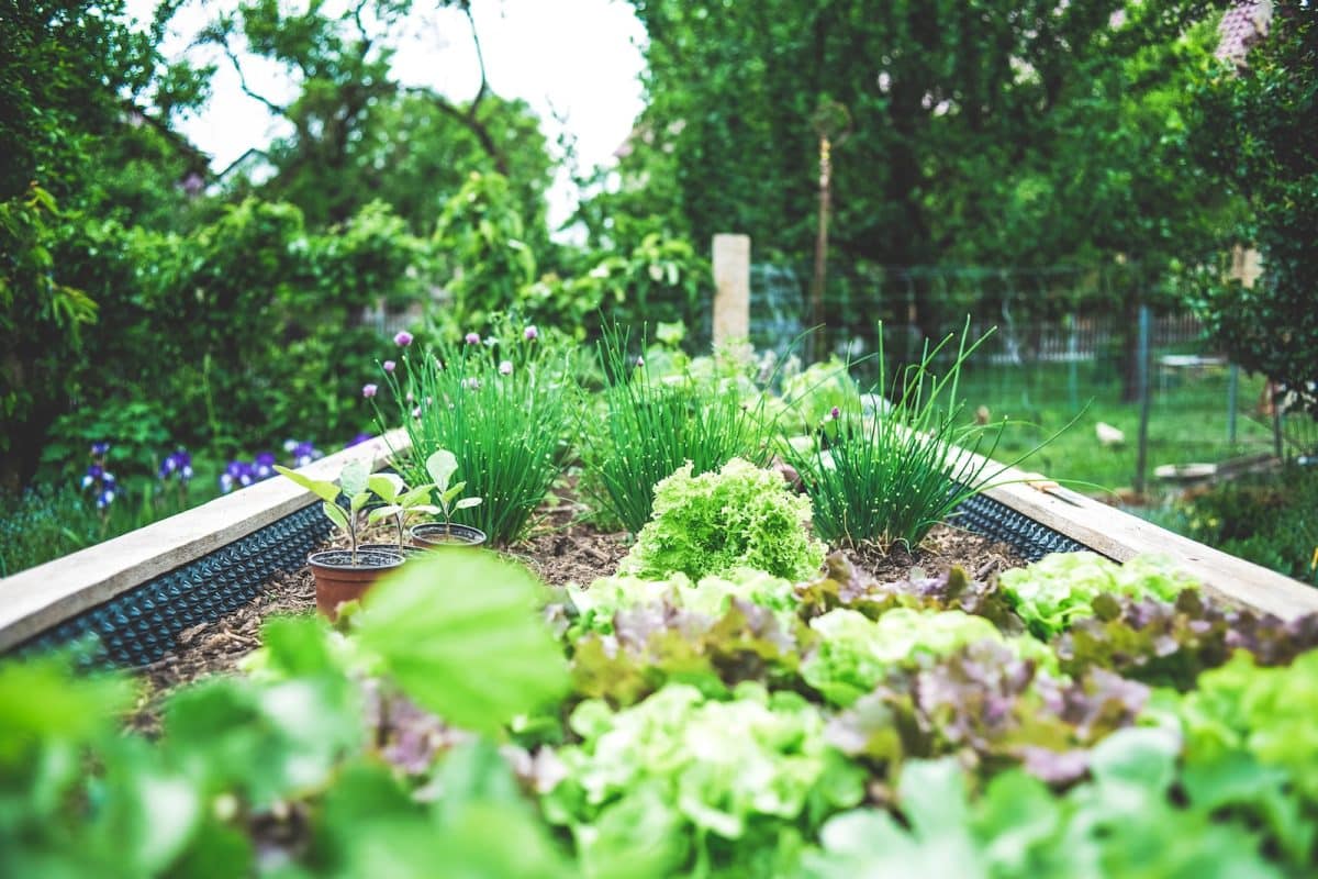 Comment créer un potager bio chez soi ?