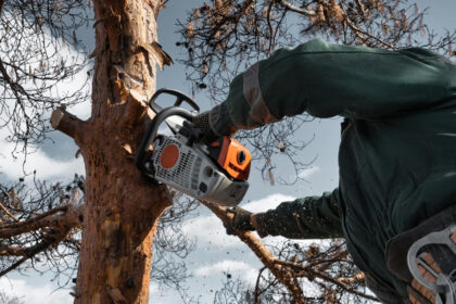 Élagage des arbres en bocage vendéen : ce que tout propriétaire doit savoir