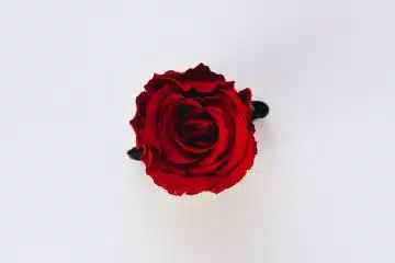 red rose