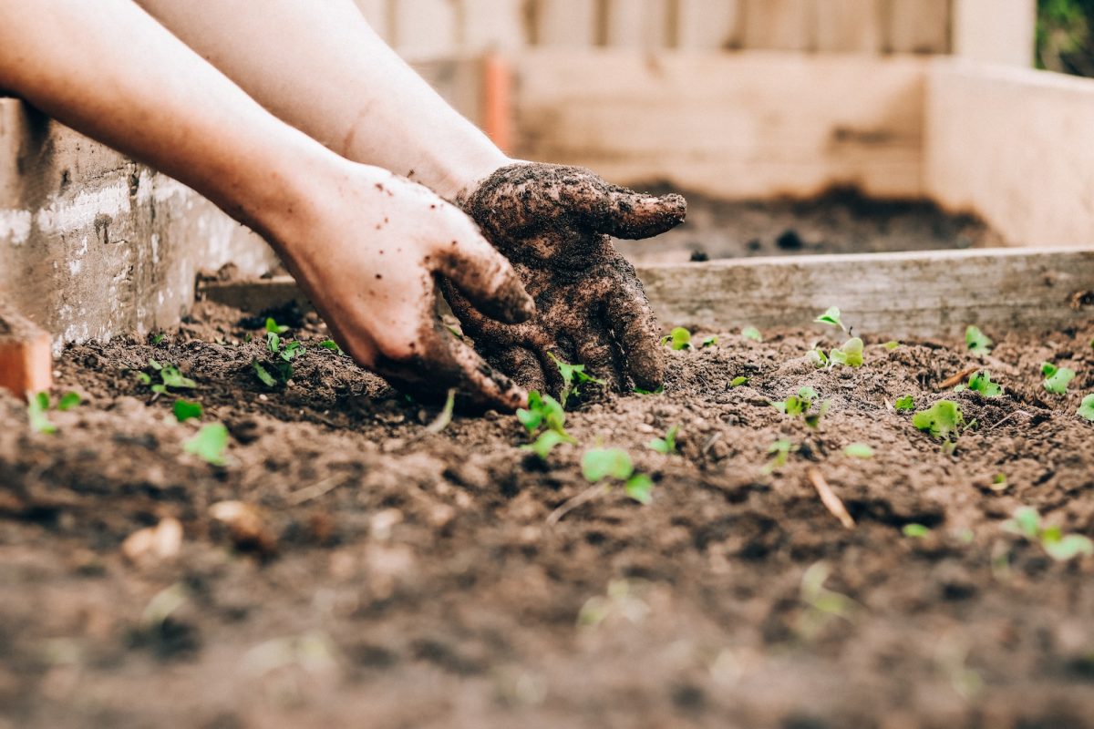 Comment créer un potager bio chez soi ?