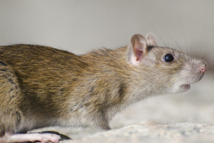 Rats au potager en Ille-et-Vilaine : risques réels et bons réflexes
