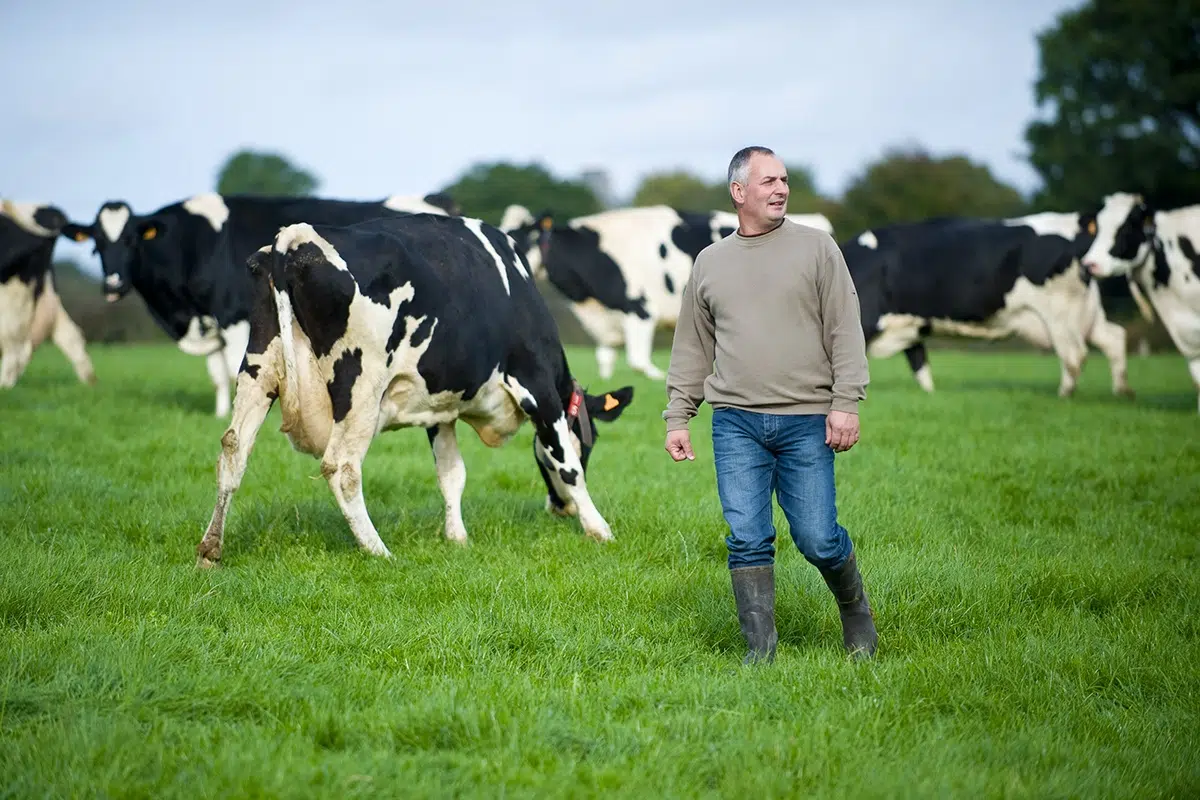 vaches et eleveur